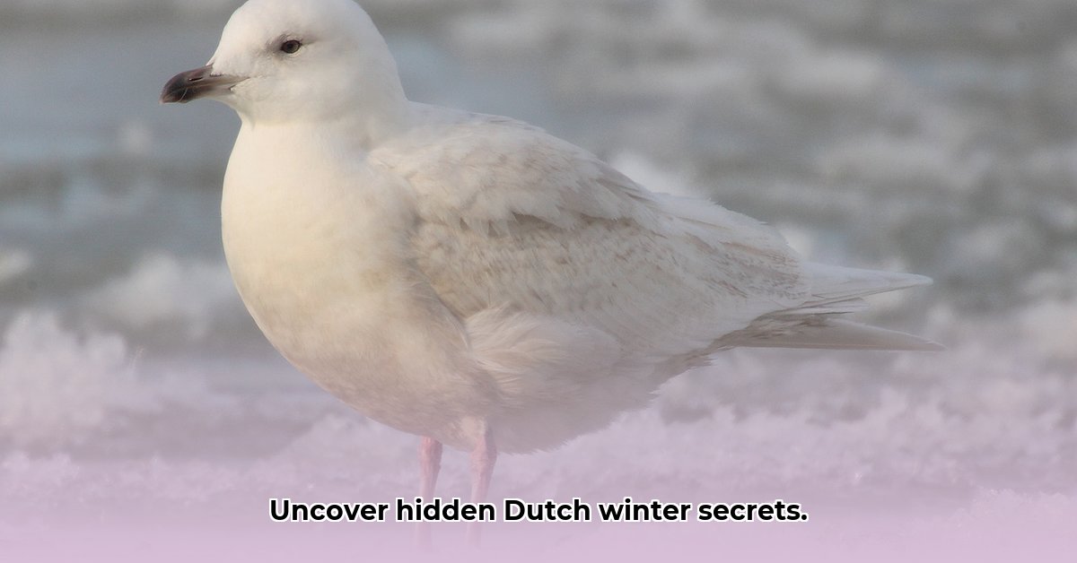 kleine-en-grote-burgemeester-vogelsoort